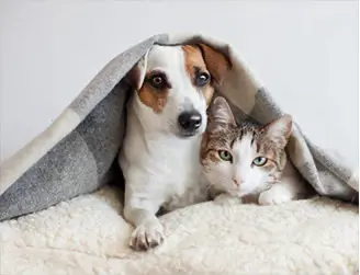 Pet Odor Removal